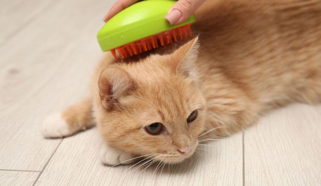 Essential Pet Grooming for Beginners: Tools, Techniques, and Time-Saving Tips