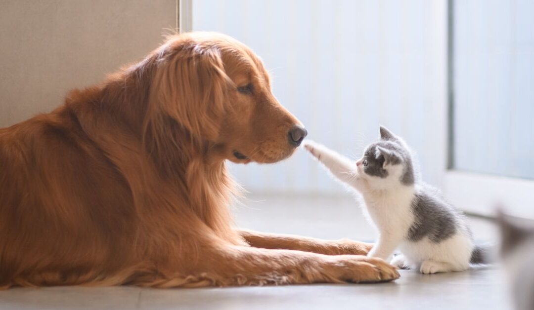 Understanding Pet Behavior: Why Your Pet Acts the Way It Does
